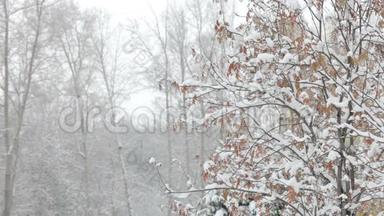 雪花<strong>飘</strong>落，<strong>大雪</strong>纷飞.. 冬季风景。 树木和雪